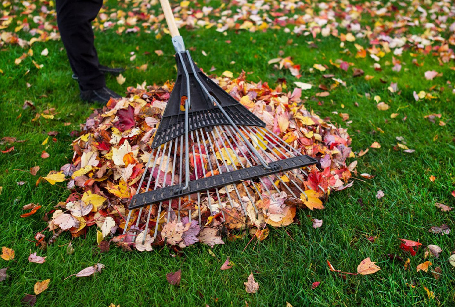 Yard Cleanup Services